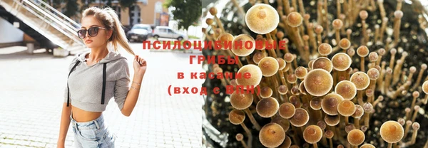 сатива Осташков
